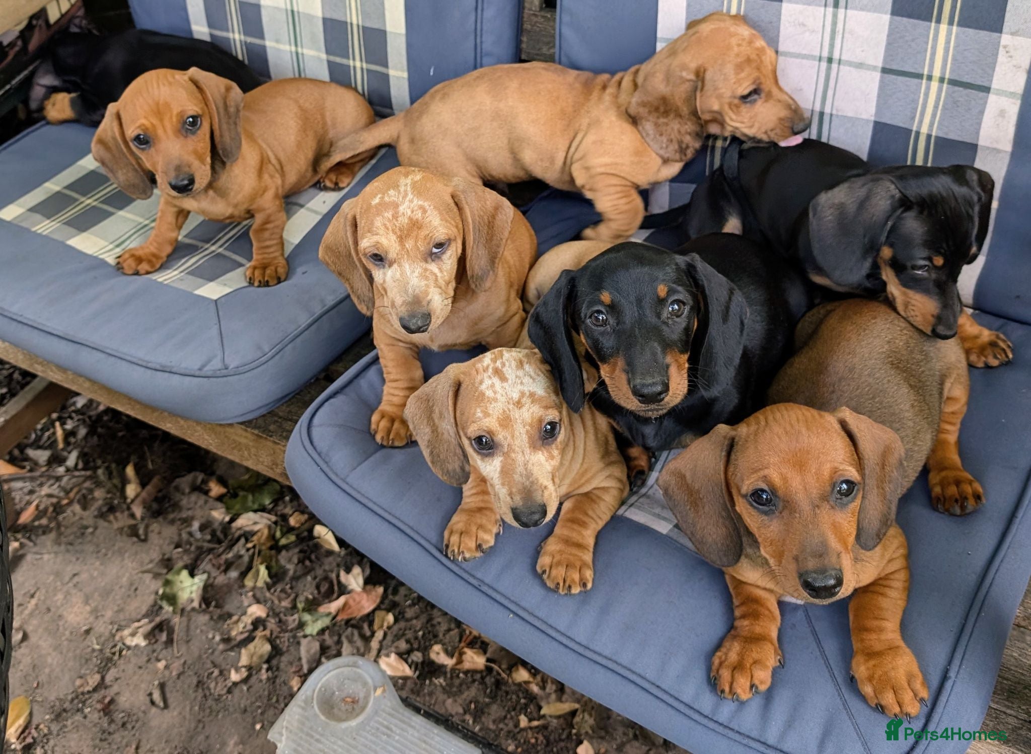 Dachshund dogs **PRICE DROP 3 PUPS LEFT, INC DAPPLES ONLY £900** - Advert 16