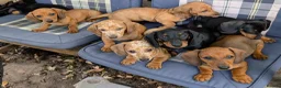 Dachshund dogs for sale: Gorgeous sausage dog puppies  in London - Advert 4