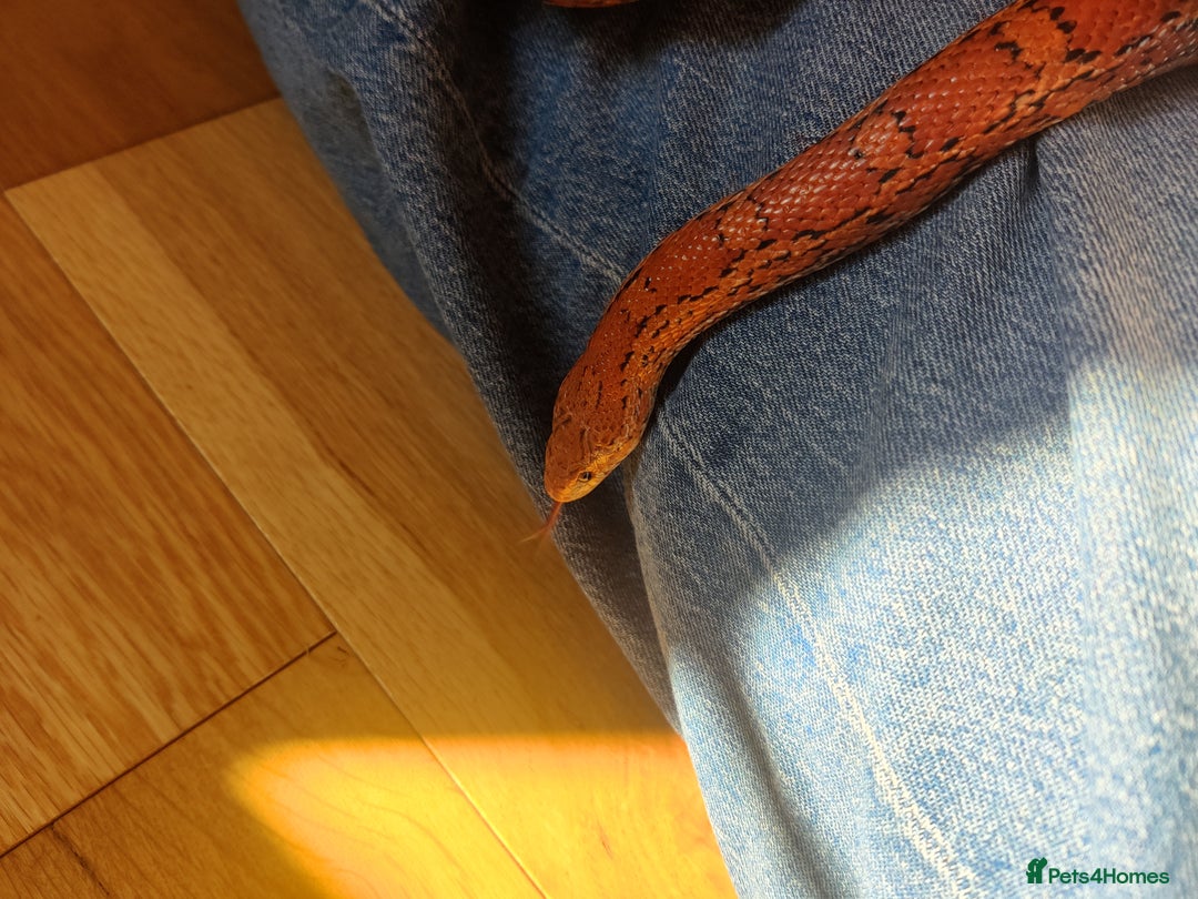 Corn Snake reptiles for sale: Friendly corn snake and vivarium  - Image 3