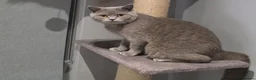 British Shorthair cats for sale: Lilac British shorthair champion queen GCCF Active - Advert 4