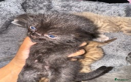 Brazilian Shorthair cats for sale: British shorthairs kittens - Image 9