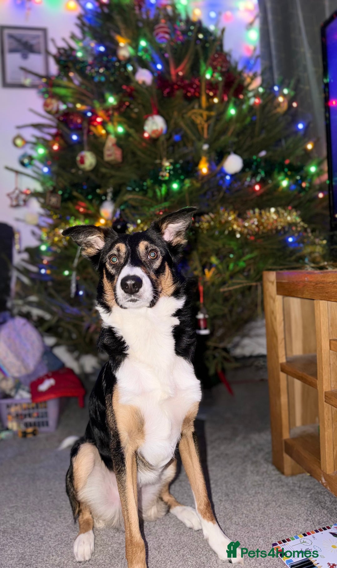 Border Collie dogs for stud: Tri border collie stud - Advert 1