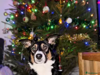 Border Collie dogs Tri border collie stud - Advert 5