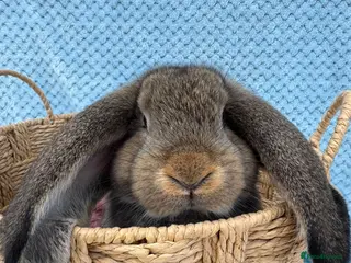 French Lop rabbits Pure breed Baby Giant French Lops Rabbits - Advert 1
