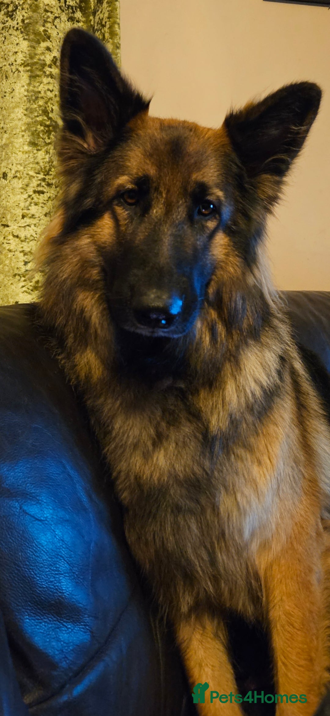 German Shepherd dogs for sale: 5 gorgeous german shepherd puppies for sale  - Advert 2