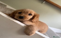 Cockapoo dogs for sale: F2 cockapoo puppies 🐶 ❤️ - Image 14