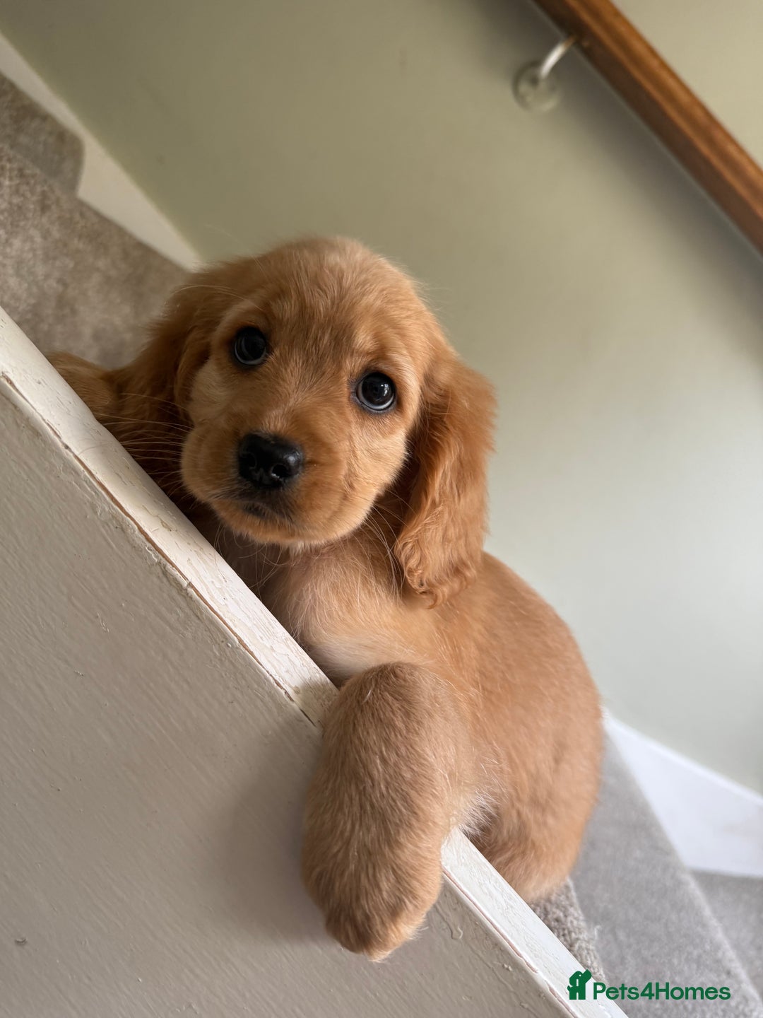 Cockapoo dogs for sale: F2 cockapoo puppies 🐶 ❤️ - Image 14