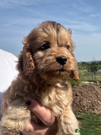 Cockapoo dogs - Advert 5