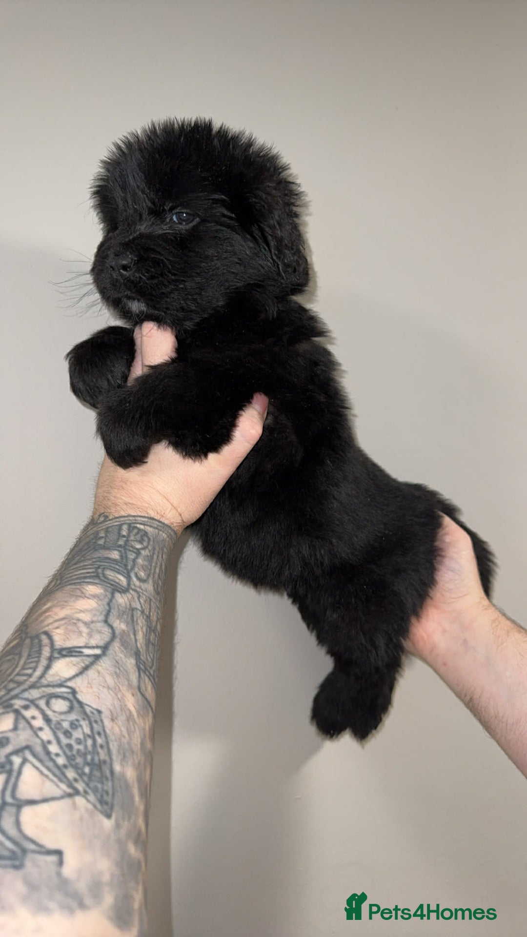 Newfoundland dogs for sale: Stunning Newfoundland Puppies Kc Reg 🐾  - Advert 2