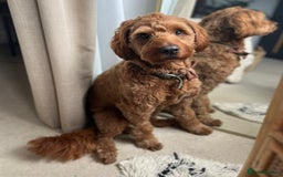 Australian Labradoodle dogs for stud: Australian Labradoodle Stud – Excellent Bloodlines - Image 1