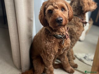 Australian Labradoodle dogs - Advert 6