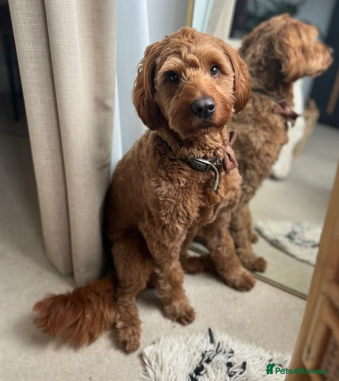 Australian Labradoodle dogs for stud: Australian Labradoodle - Fully Tested, Top Lines - Advert 2