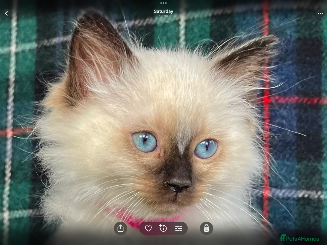 Ragdoll cats for sale: Ragdoll Kitten GCCF, ready now. - Image 29