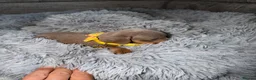 Miniature Dachshund dogs for sale: Miniature dachshunds for sale in Chesterfield - Advert 14