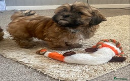 Shih Tzu dogs for sale: Shih Tzu puppies  - Image 10