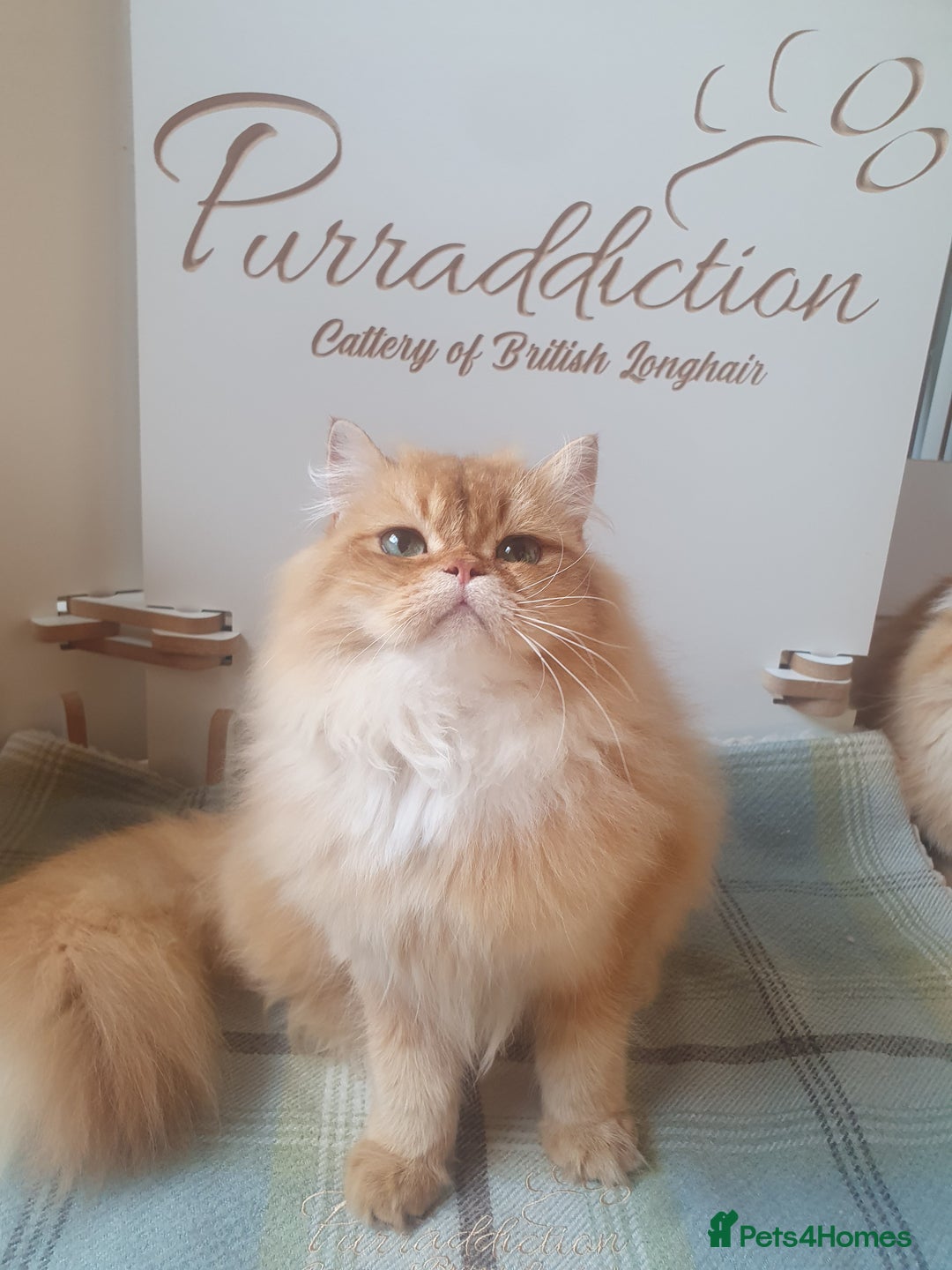 British Longhair cats for sale: Last Cinnamon Golden Shaded Kitten  - Image 4