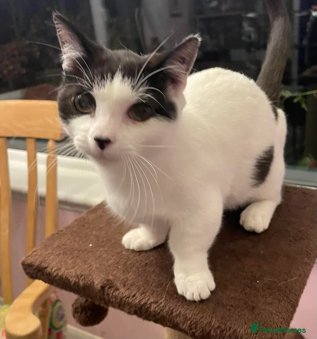 Munchkin cats for sale: Munchkin x Scottish Fold - Advert 10