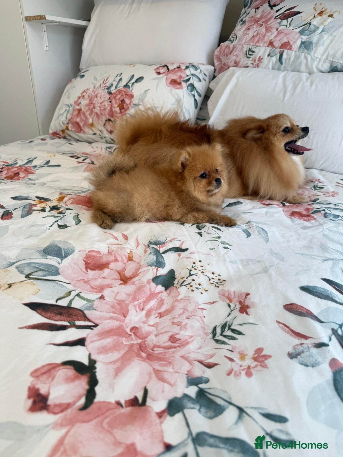 Pomeranian dogs Full breed pomeranian male puppy for sale - Advert 1