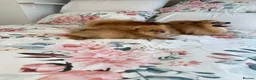 Pomeranian dogs for sale: Full breed pomeranian male puppy for sale - Advert 1
