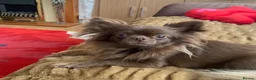 Chihuahua dogs for sale: Chihuahua puppies 🐶  - Advert 9