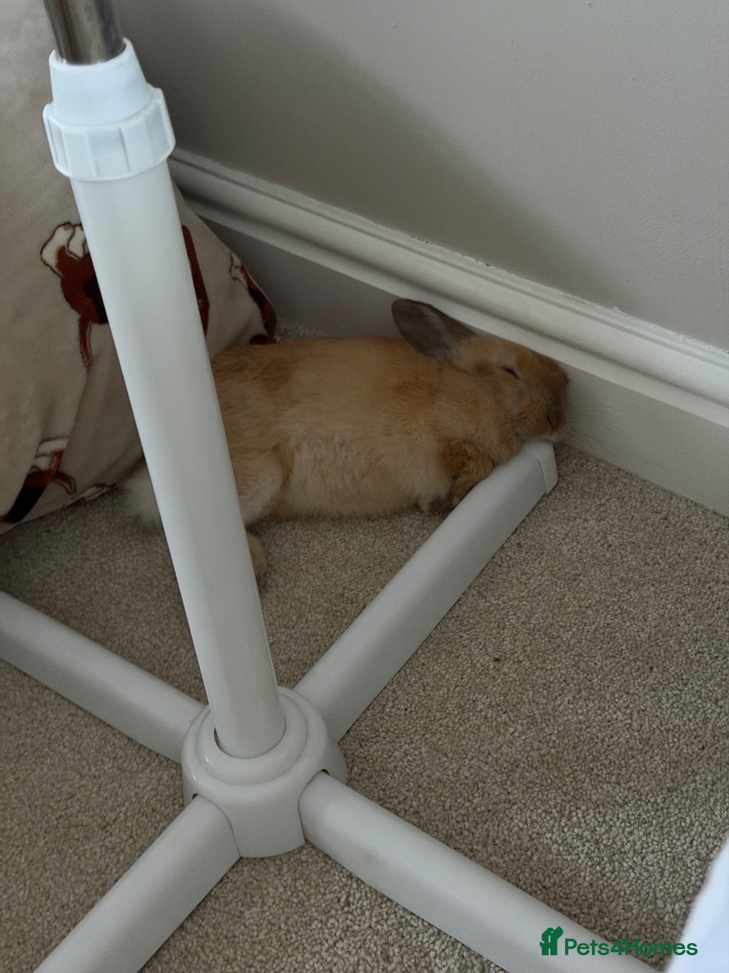 Netherland Dwarf rabbits 12 week Dwarf bunny  - Advert 1