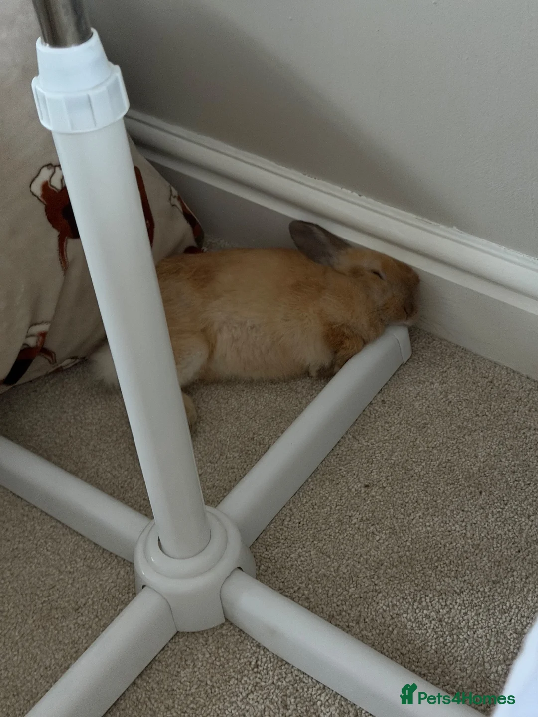 Netherland Dwarf rabbits for sale: 12 week Dwarf bunny  - Advert 1
