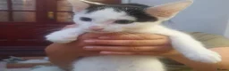 Mixed Breed cats for sale: Mixed breed kittens - Advert 10