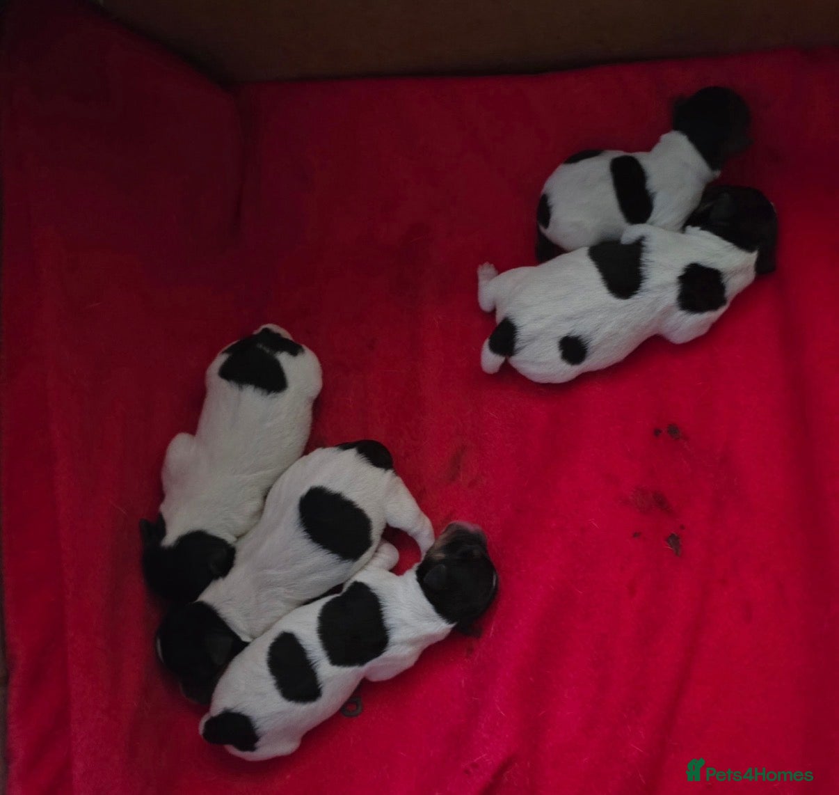 Jack Russell dogs 🌟Jack 🌟 - Advert 20
