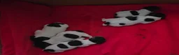 Jack Russell dogs for stud: 🌟Jack 🌟 - Advert 2
