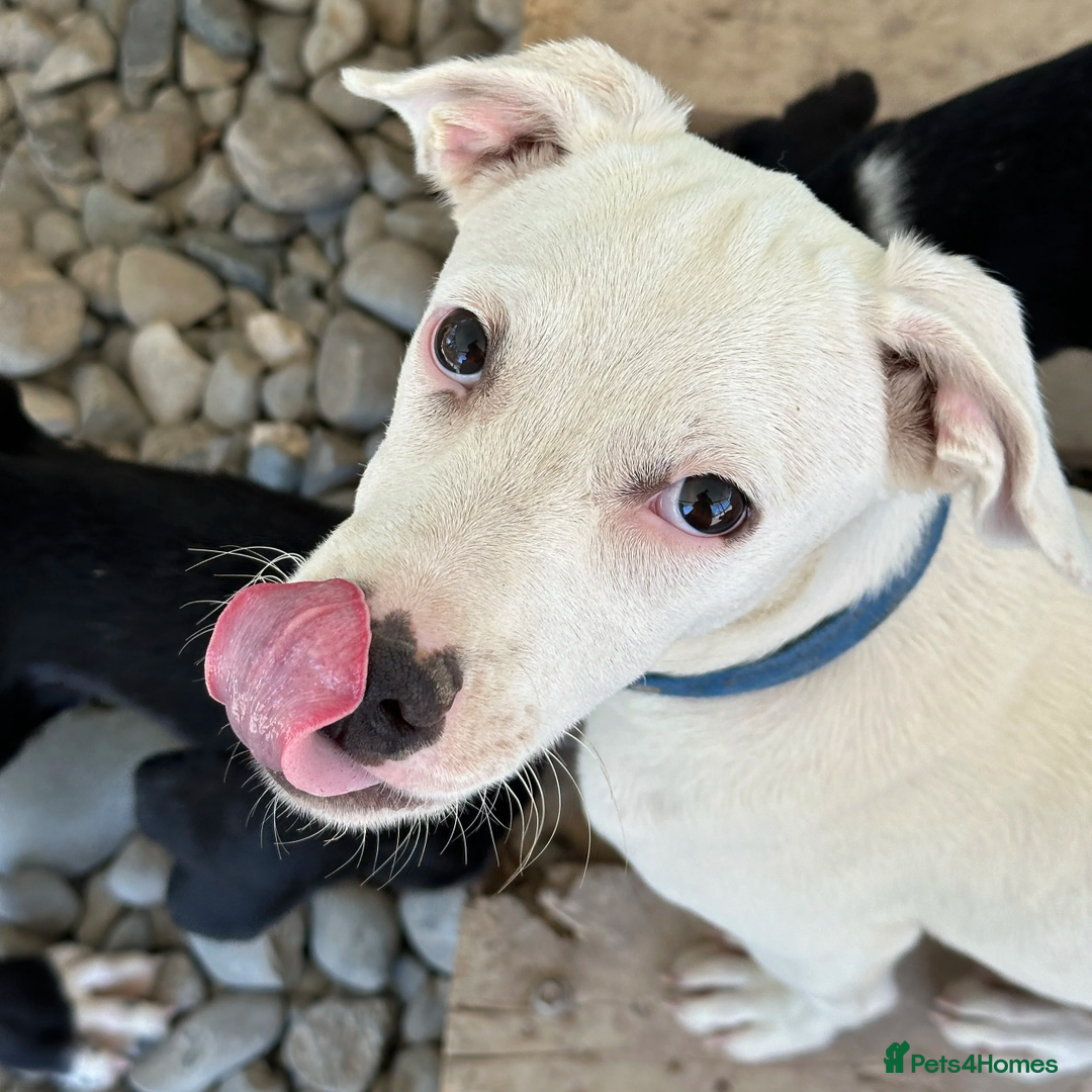 Mixed Breed dogs for adoption: Aspen (deaf but determined!) - Image 6