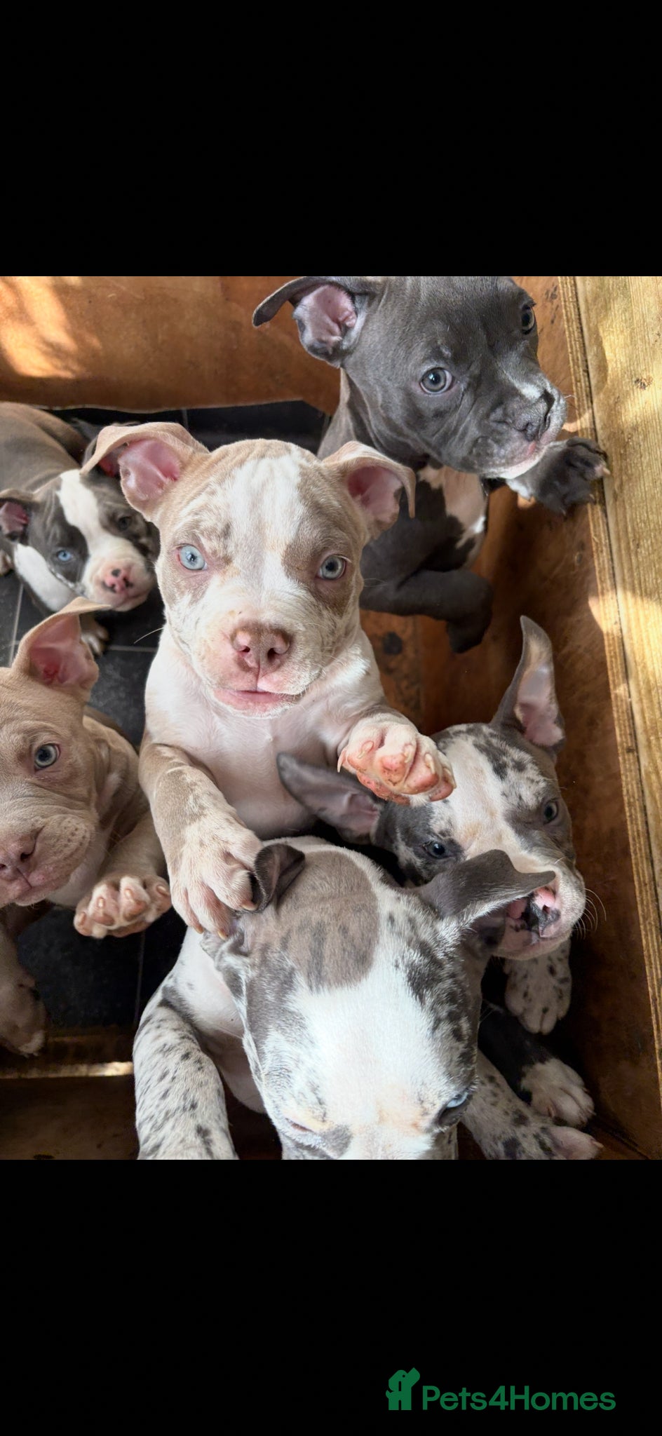 American Bully dogs Pocket bully litter🐾 - Advert 1