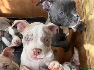 American Bully dogs Pocket bully litter🐾 - Advert 1