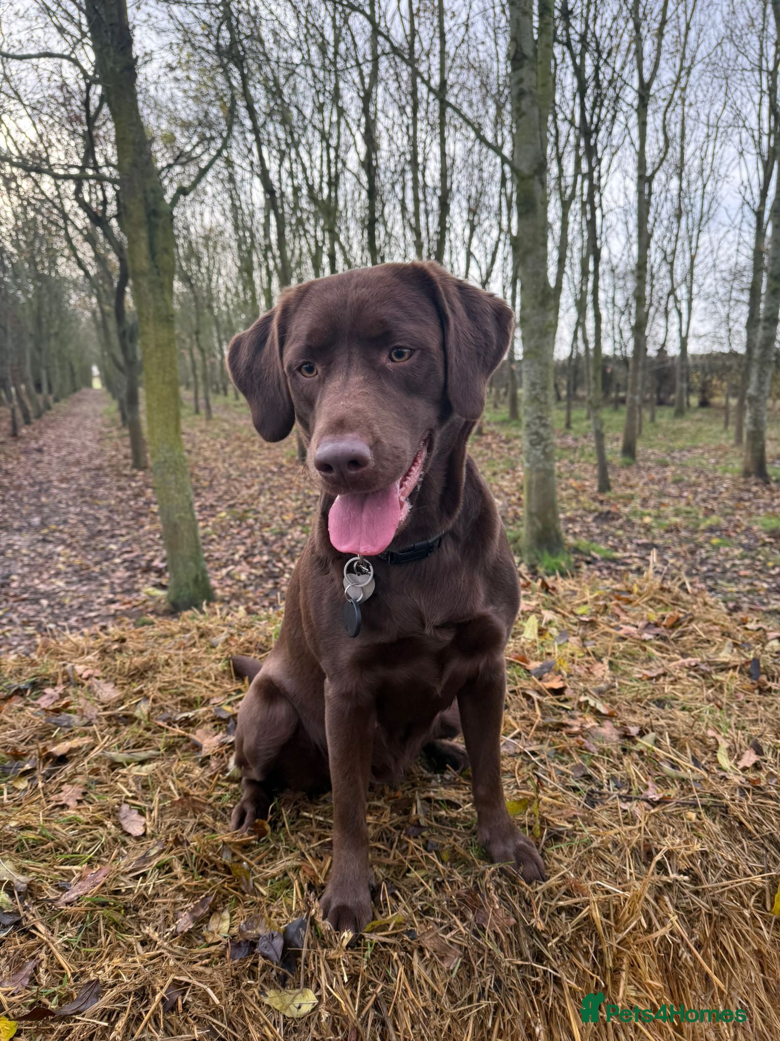 Labrador Retriever dogs Beautiful Labradors Puppies - Advert 1