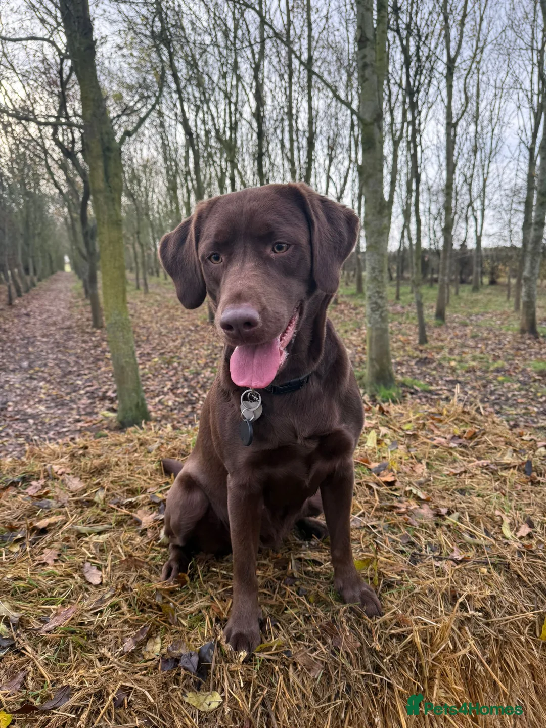 Labrador Retriever dogs for sale: Beautiful Labradors Puppies - Advert 1