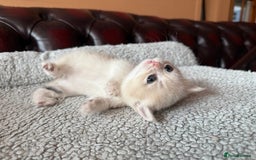 British Shorthair cats for sale: Ready 2 lovely girls AY12 and NY12 / Corin - Image 23