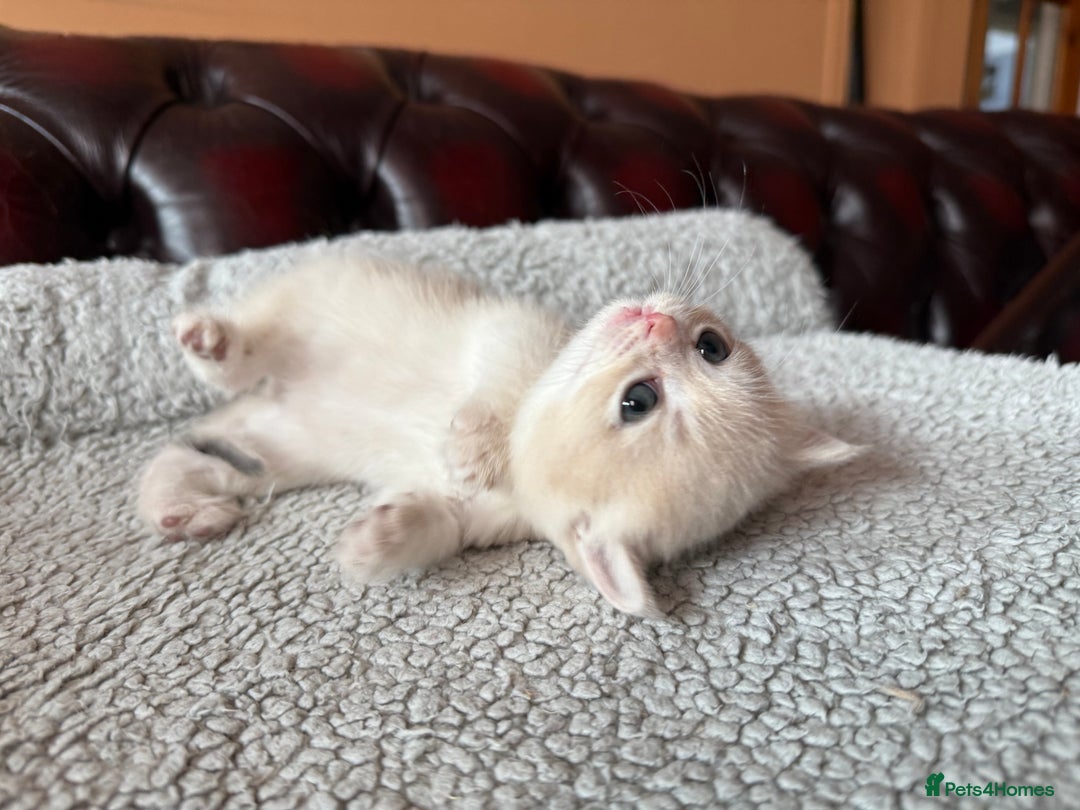 British Shorthair cats for sale: Ready 2 lovely girls AY12 and NY12 / Corin - Image 23