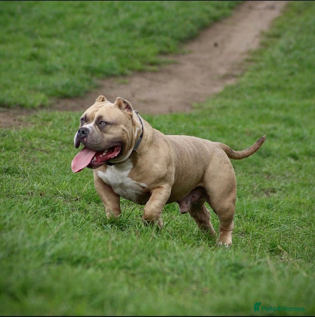 American Bully dogs Abkc American pockets - Advert 5