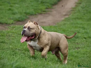American Bully dogs Abkc American pockets - Advert 5