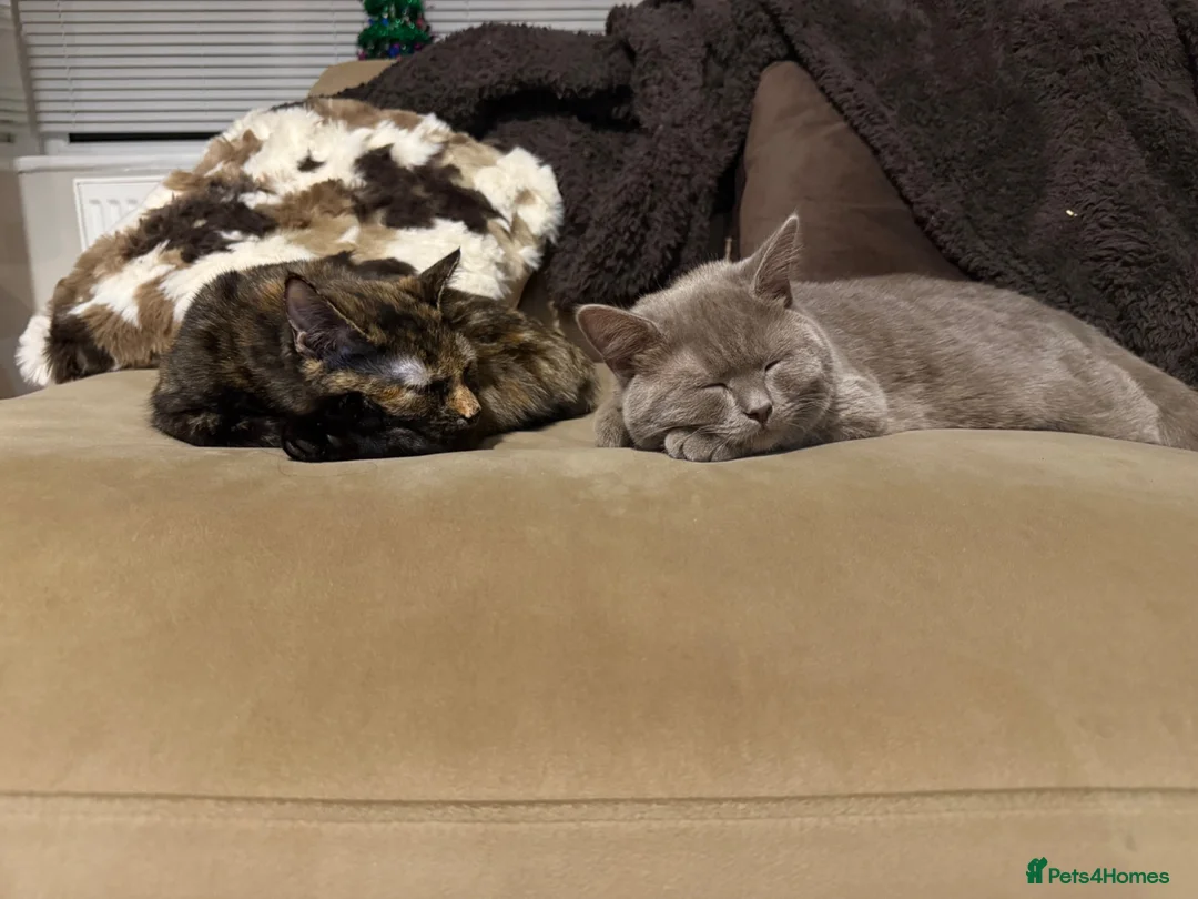 Mixed Breed cats for sale: British shorthair ragdoll mix  in Brighton - Advert 16