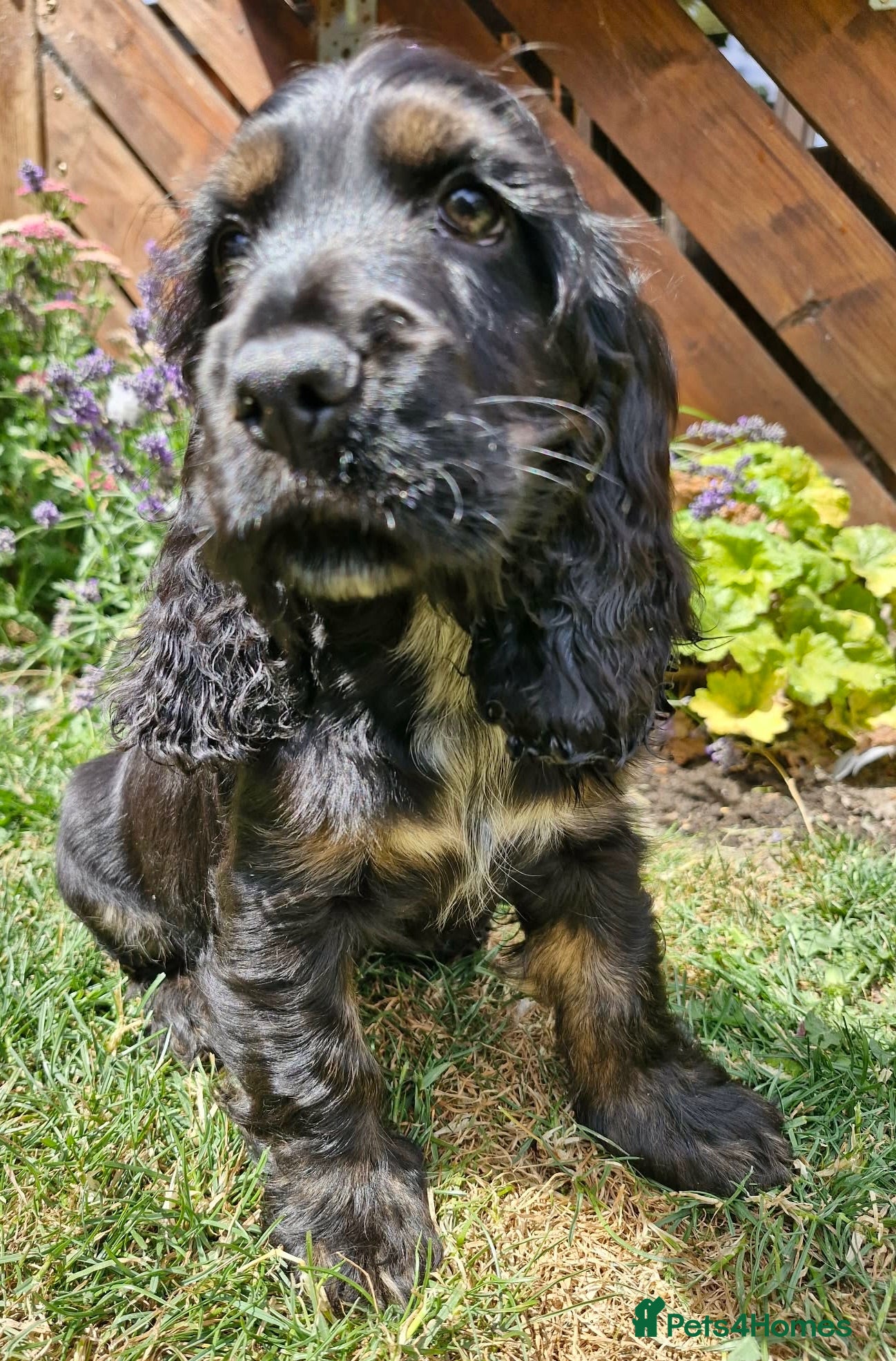 Cocker Spaniel dogs Lovely show Cocker spaniel puppies 🐶  - Advert 6
