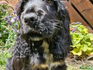 Cocker Spaniel dogs Lovely show Cocker spaniel puppies 🐶 - Advert 5