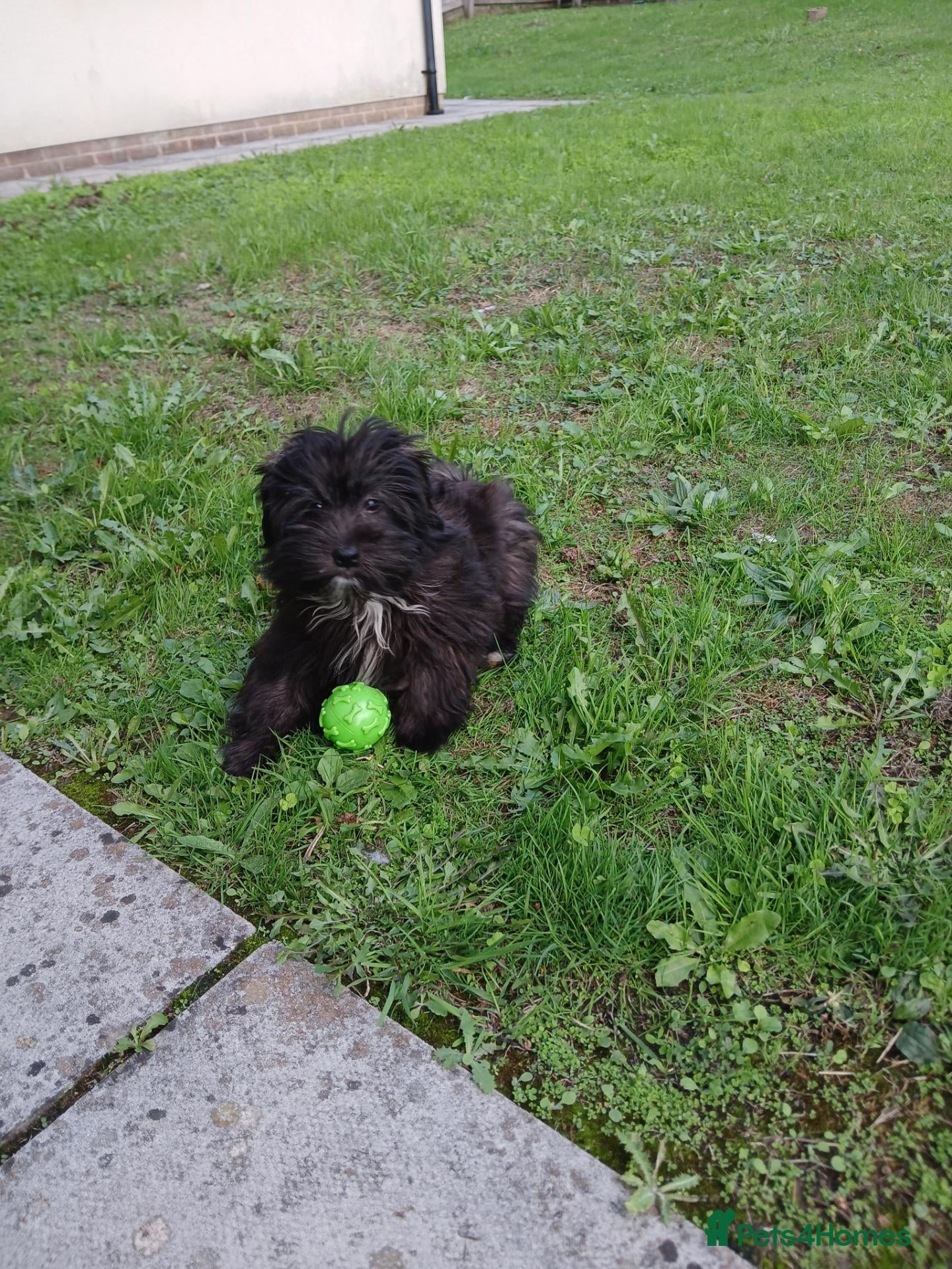 Malshi dogs This is daisy  - Advert 8