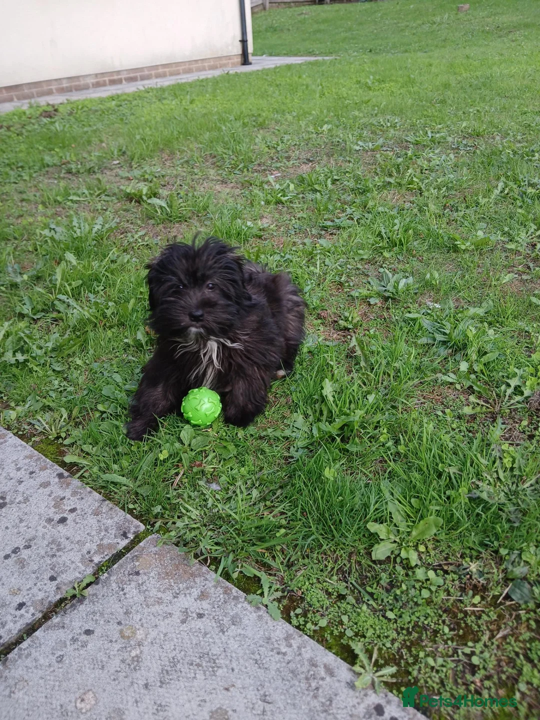 Malshi dogs for sale: This is daisy  in Caerphilly - Advert 1