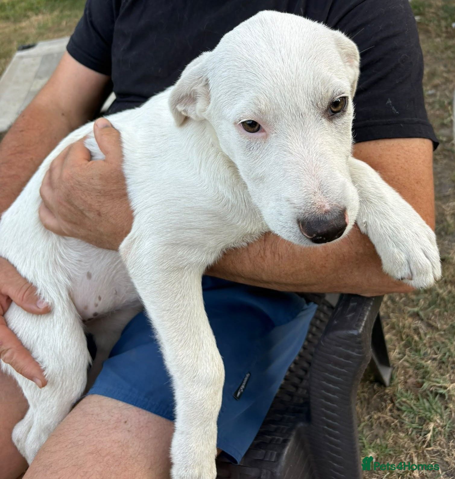 Mixed Breed dogs 🤍 Beautiful CARLA - for a Loving Home 🐾 - Advert 2