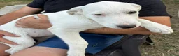 Mixed Breed dogs for adoption: 🤍 Beautiful CARLA - for a Loving Home 🐾 - Advert 2