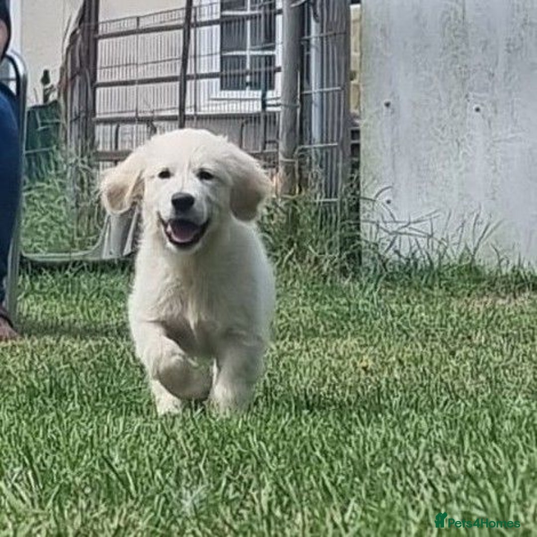 Golden Retriever dogs for sale: KC Registered  boy from 5 Star Breeder  - Image 5