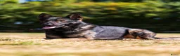 German Shepherd dogs for sale: TRAINED MALE - Advert 2