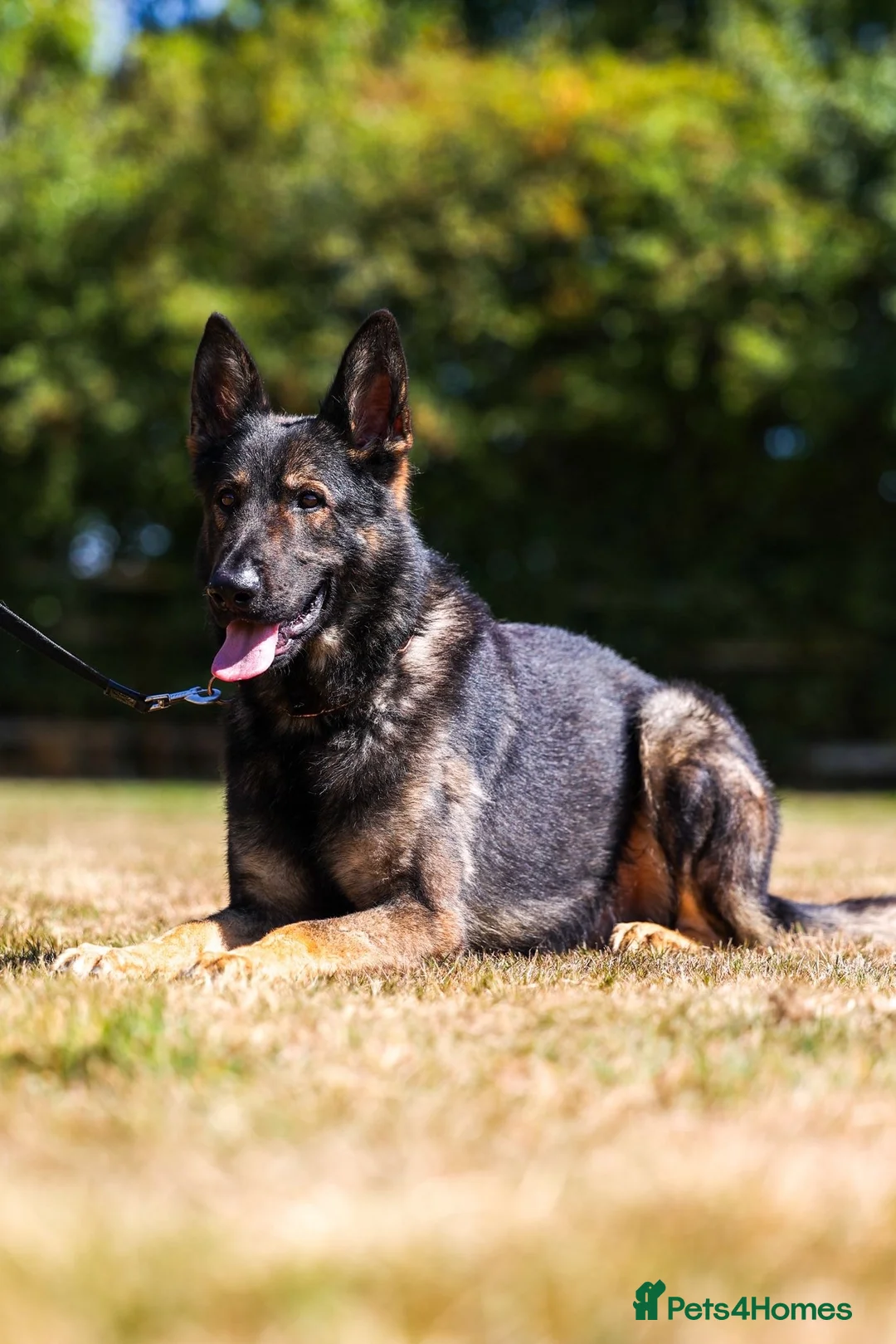 German Shepherd dogs for sale: TRAINED MALE - Advert 2