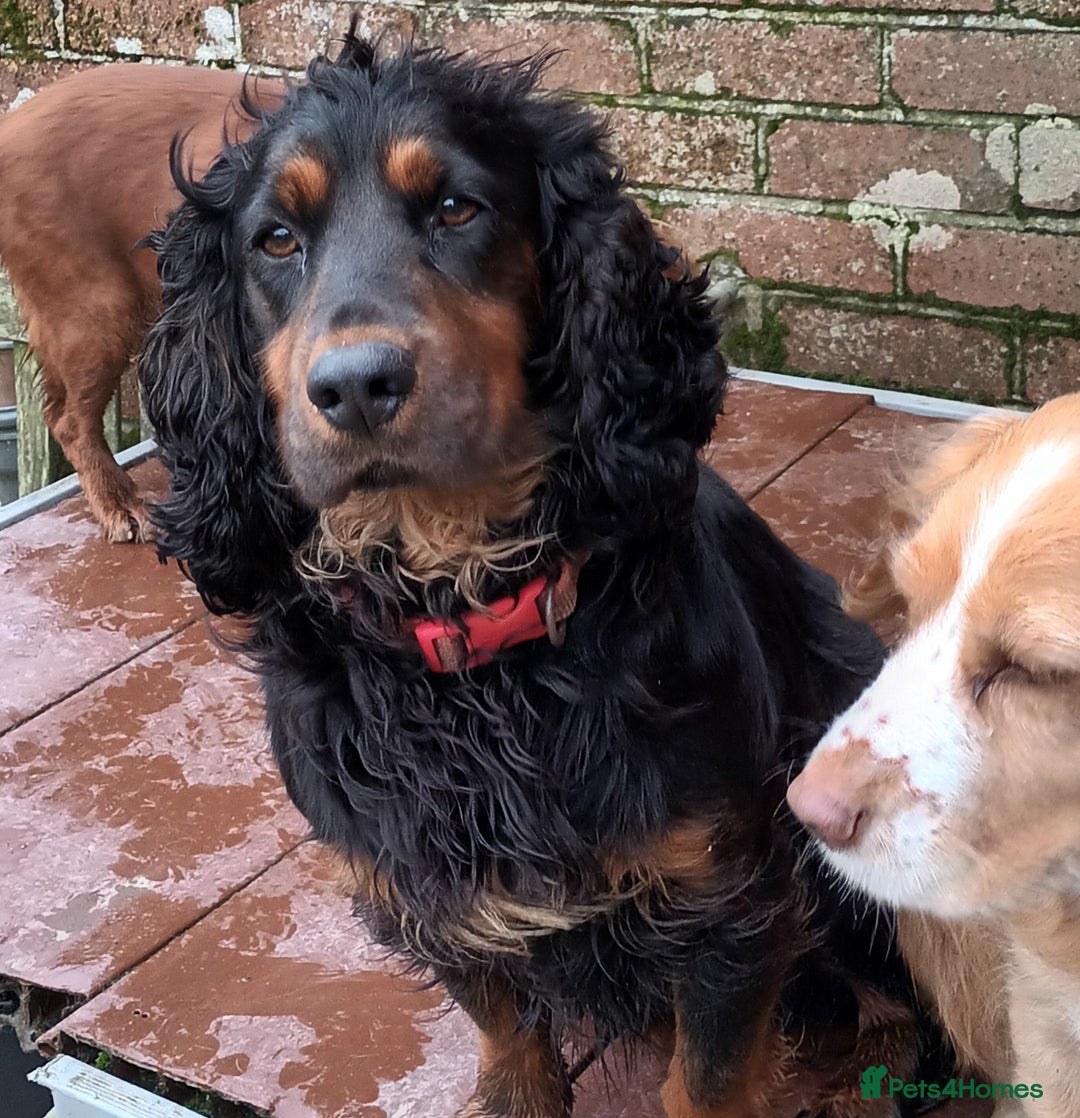 Cockapoo dogs for sale: F1. COCKAPOOS FROM LICENCED BREEDER. - Advert 6