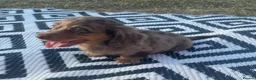 Miniature Dachshund dogs for sale: Miniature longhaired dachshund  in Rochester - Advert 7